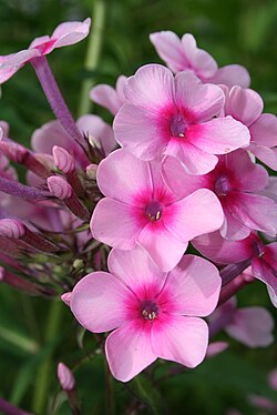 Syysleimun (Phlox paniculata) kukkia.