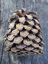 Mature opened female cone