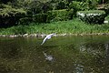 [Reiger] over de vijvers