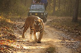 Kanha est réputé pour ses tigres.