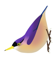 Sulphur-billed Nuthatch