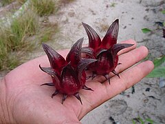 Una variante de Hibiscus plantada en Malasia.