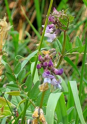 Vicia sepium