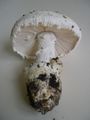 cappello, gambo e lamelle (Amanita ovoidea)