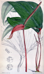 Anthurium trifidum (sekcja Semaeophyllium)