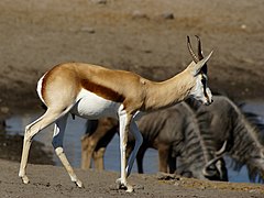 Springbok