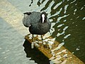 Standing on a submerged boom, Paddington Canal Basin, London