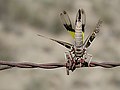 Grasshopper with its head stuck in a barbed wire fence displays its yellow back wings