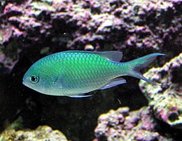 Žalioji jūrų kregždė (Chromis viridis)