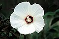 Hibiscus moscheutos