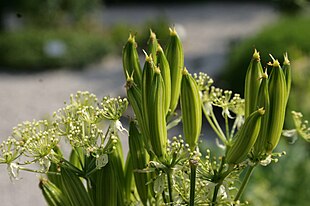 Sødskærm (Myrrhis odorata)