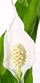 Peace Lily