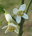 Pomelo flower in early April.