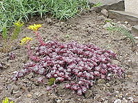 Sedum spathulifolium