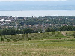 Skyline of Marin