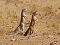 Image 3 Cape ground squirrel Photograph credit: Hans Hillewaert The Cape ground squirrel (Xerus inauris) is a medium-sized rodent native to South Africa, Namibia and Botswana. They live in social groups of up to three adult females and several sub-adults. The species mainly inhabits arid or semi-arid areas, preferring velds and grasslands with compact soil, and can also be found in scrub, on floodplains and in agricultural areas. Males live independently, only joining groups when there is a female in estrus. Ever alert to danger, they can drive off predators such as snakes by engaging in mobbing behavior. This picture shows two Cape ground squirrels photographed in the Namib desert near Solitaire, Namibia. More selected pictures