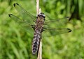 Libellula fulva