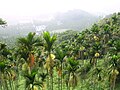 An Areca catechu plantation in Taiwan