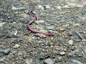 Brahminy blind snake