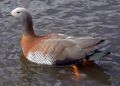 Ashy-headed goose