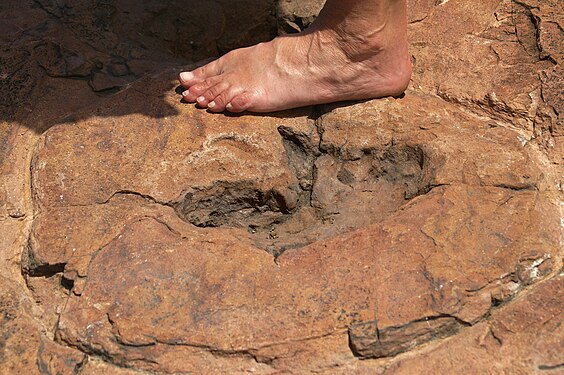 Footprint of a dinosaur (Ceratosauria) at Otjihaenamaparero, District Otijwarongo, Namibia