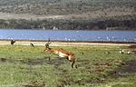 Hoppande Impala i Kenya