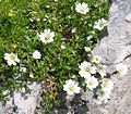 Cerastium carinthiacum