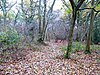 Kitchen Copse