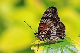 J. s. infracta, dark form Kakamega Forest, Kenya