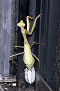 产卵中的卡罗莱纳螳螂（英语：Carolina mantis）（Stagmomantis carolina）。