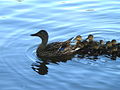 Canard colvert femelle et bouchon de canetons sur la rivière