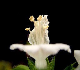 Blomma från sidan Bakom ståndarna skymtar läppen