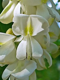 Closeup of flowers