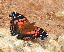 Vanessa myrinna, banded lady