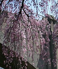 Branch Brook Park in Newark, New Jersey during the Cherry Blossom Festival