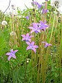 Campanula patula