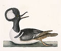 Lophodytes cucullatus, 1748