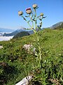 Cirsium eriophorum