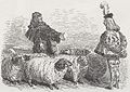 Les moutons de Panurge, gravure de Gustave Doré, XIX s.