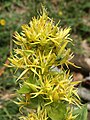 Gelber Enzian (Gentiana lutea)