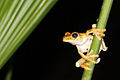 Image 8Gladiator treefrog (Hypsiboas rosenbergi), Osa Peninsula, Costa Rica (from Tree frog)