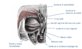 Òrbita ocular esquerra, vista posterior.