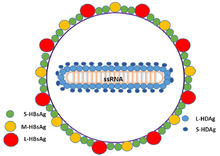 Hepatitis-d-virion-Pathogens-04-00046-g001-1024.png