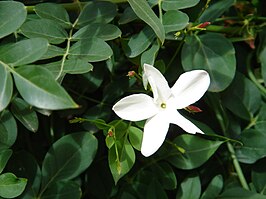 Jasminum grandiflorum