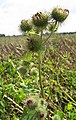 Arctium lappa