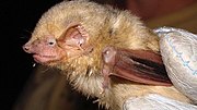 Brown bat