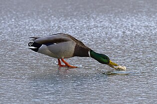 Eating bread