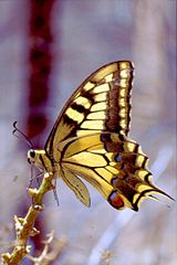 Papillon machaon