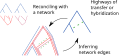 Reconciliation can help identify highways of transfers and hybridizations.