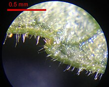 The image is a photograph of the edge of the underside of a leaf. The leaf takes up the upper two-thirds of the image and the leaf margin runs right to left, with a single tooth jutting out bluntly to the left. Also sporadically along the edge of the leaf are small, transparent hairs. The light-colored leaf surface is intersected with dark veins, one of which comes in from the top right of the image towards the tooth, and it widens abruptly as it nears the tooth. Between the tip of the tooth and where it steps down to the next part of the leaf margin is a shallow bulge with a brownish hue, a distinctly different color from the rest of the leaf. A red scale bar at upper left, occupying about a quarter of the width of the image, above which reads "0.5 mm."